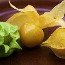 Ground Cherries