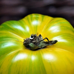 The Joys of Heirloom Tomatoes