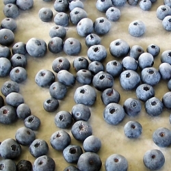 Frosty Flash Frozen Blueberries