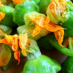 Squash Blossoms