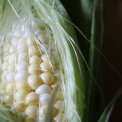 Corn and Tomato Salad