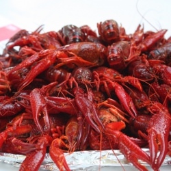 Swedish Crayfish