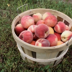 Pleasantly Picking Peaches