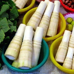 Fresh Bamboo Shoots