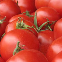 Simple Tomato and Basil Pasta