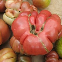 Heirloom Tomato Varieties