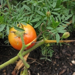 Scalloped Tomatoes