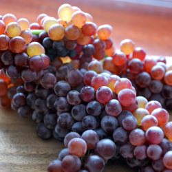 Champagne Grapes