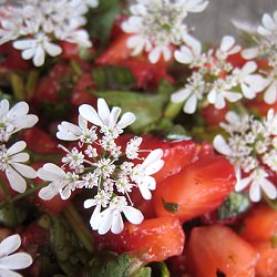 Strawberry Cilantro Salsa