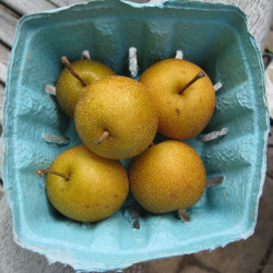 Asian Pear Salad/Maple Vinaigrette