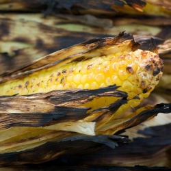 Grilled Corn on the Cob