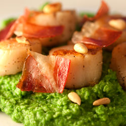 Scallops on Minted Pea Puree