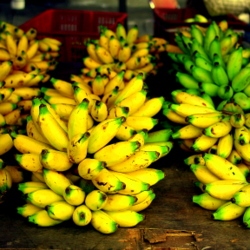 Bananas at Satok Market, Kkuching