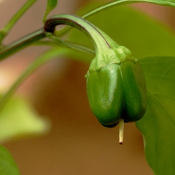 A Green Bell Pepper as a Baby