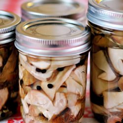 Pickled Porcini