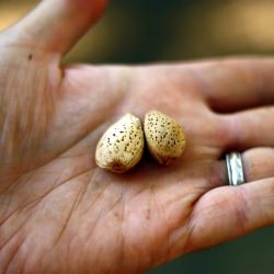 Almond Farming