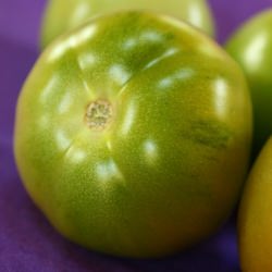 Untapped Bounty; Green Tomatoes