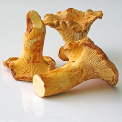 Chanterelle Mushrooms