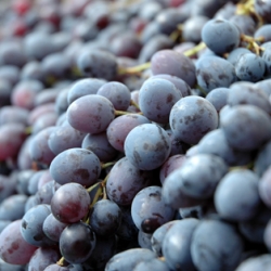 Hollywood Farmers’ Market Grapes