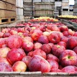 Carlson Orchards – Harvard, MA