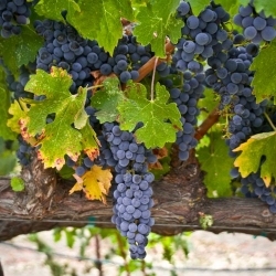 Harvest, Napa Valley