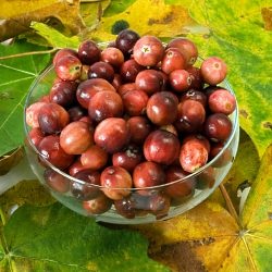 Fresh Primer: Cranberries