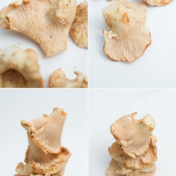 5 Reasons I Love Chanterelles