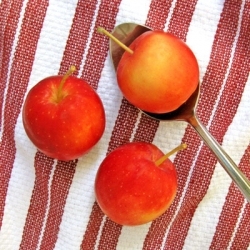 Pecan Stuffed Tempura Apples