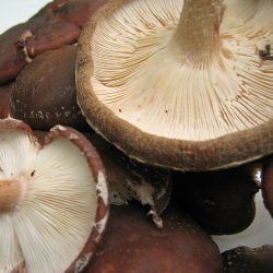 Grow Your Own Shiitake Mushrooms