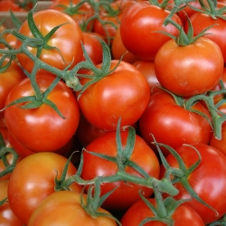 Tomatoes on the Vine