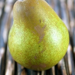 Autumn Pears