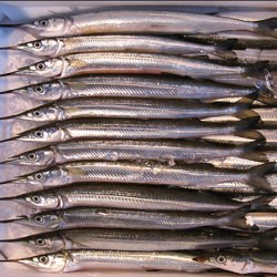 Tsukiji Fish Market, Tokyo