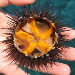 Fresh Sea Urchin