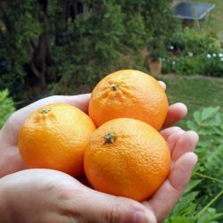 Tangerines