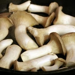 Oyster Mushrooms