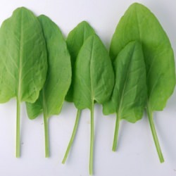 Flatbread with French Sorrel