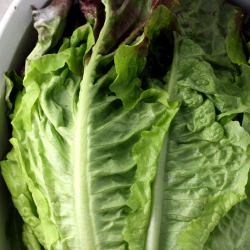 How to Revive Leafy Greens