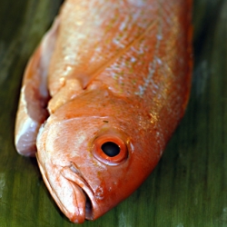 Red Snapper