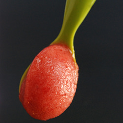 Strawberry Sorbet