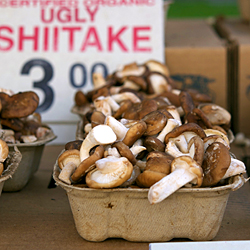 Ugly Shiitakes from San Francisco