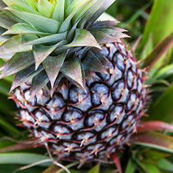 Cutting a Fresh Pineapple