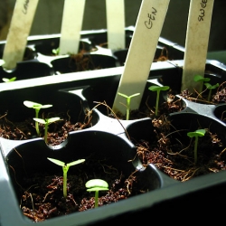 Start Your Seedlings Now!