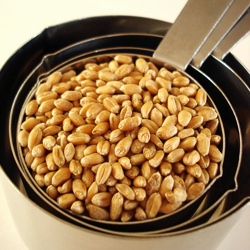 Wheat Berry