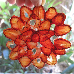 Dried Strawberry Flower