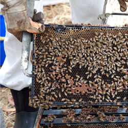 Kangaroo Island Honey