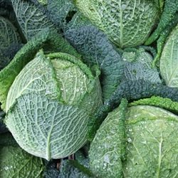 Savoy Cabbage