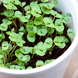 Growing Herbs in Pots