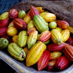 Hawaiian Cocoa Pods