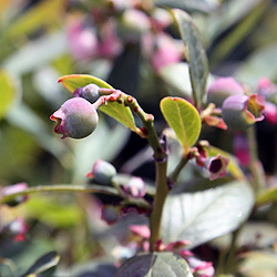 Container Gardening