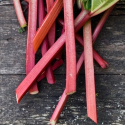 Rhubarb & Nettles